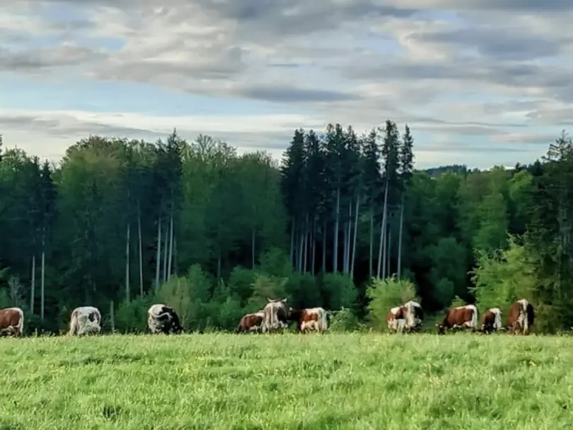 Biohof Vögelesmühle in Haldenwang